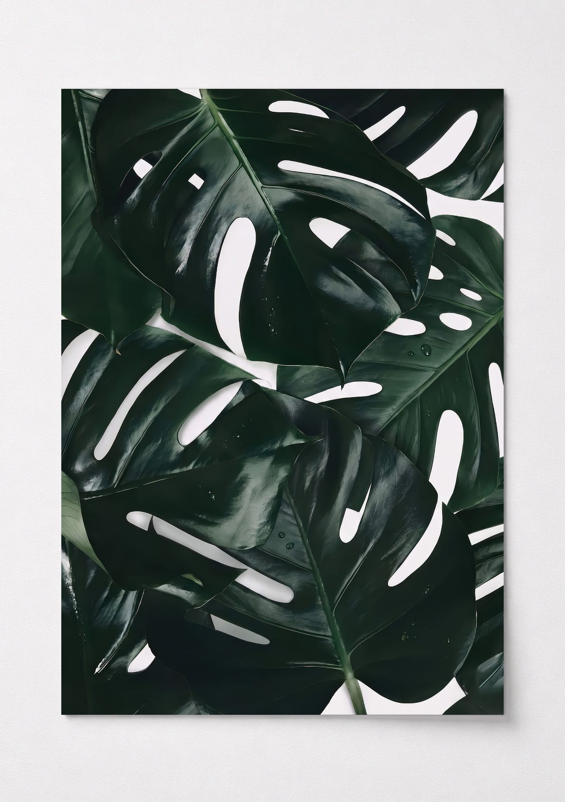 Affiche Feuille de Monstera