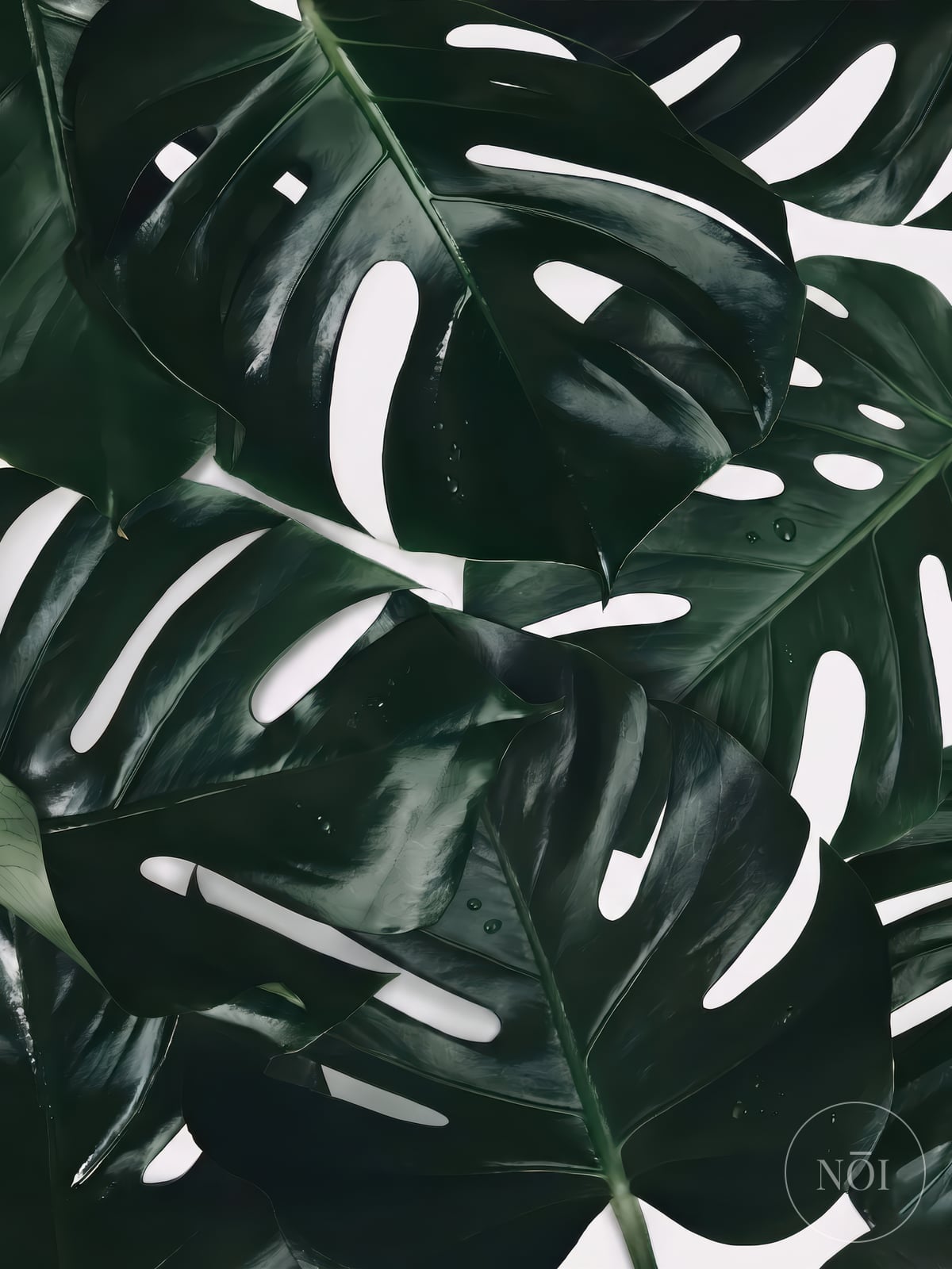 Monstera Leaf Print — Poster (ungerahmt)
