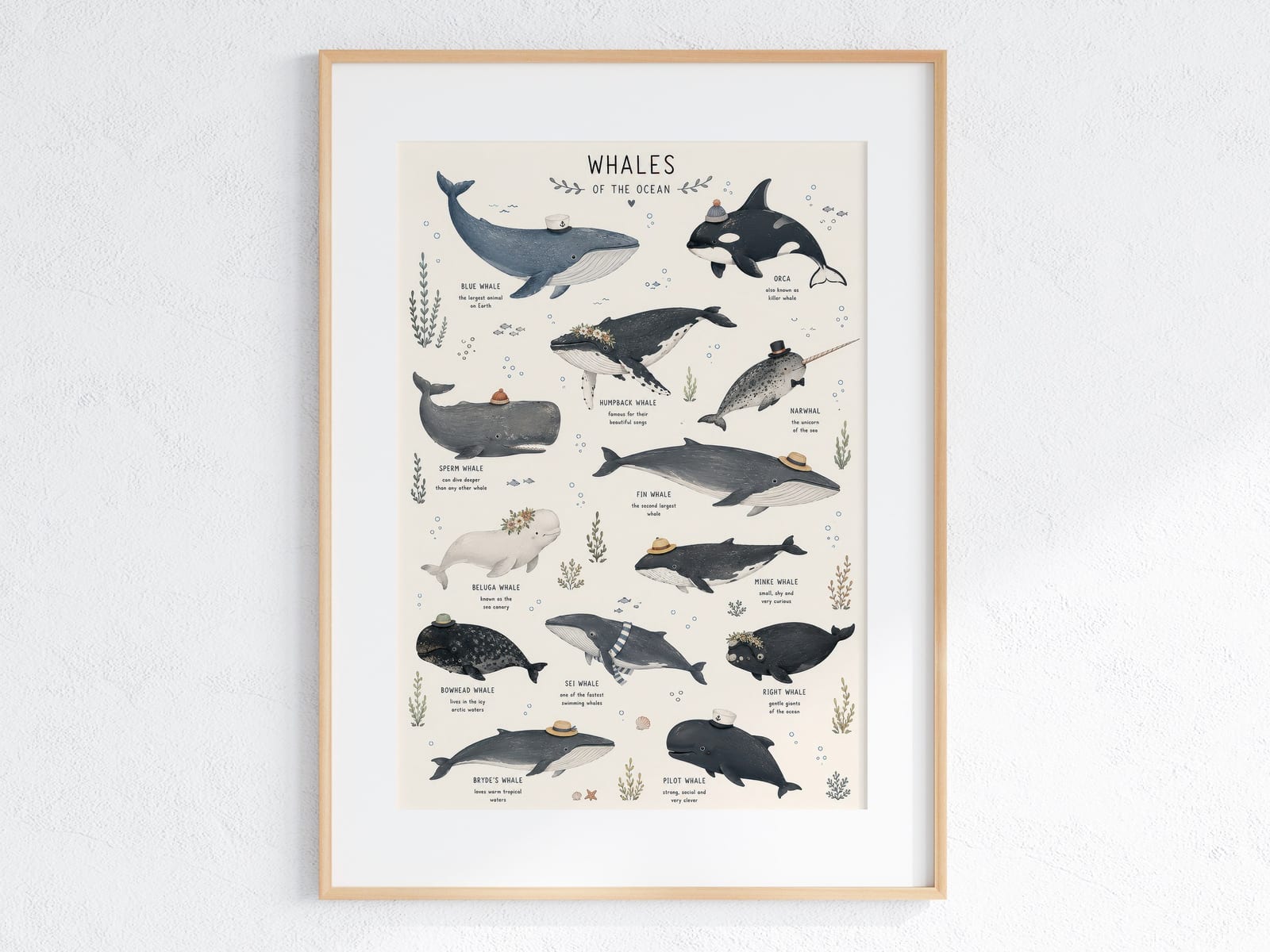 Walvissoorten Overzicht Print