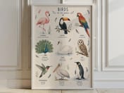 Birds of the World Poster, Watercolor Living Room Wall Art, Educational Nursery Chart