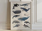 Whale Species Chart Poster, Ocean Wall Art for Baby Boy Nursery