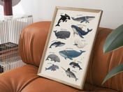Whale Species Chart Poster, Ocean Wall Art for Baby Boy Nursery