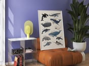 Whale Species Chart Poster, Ocean Wall Art for Baby Boy Nursery